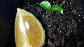 How To Grow Orange Trees From Seed - The EASY Way!!!!