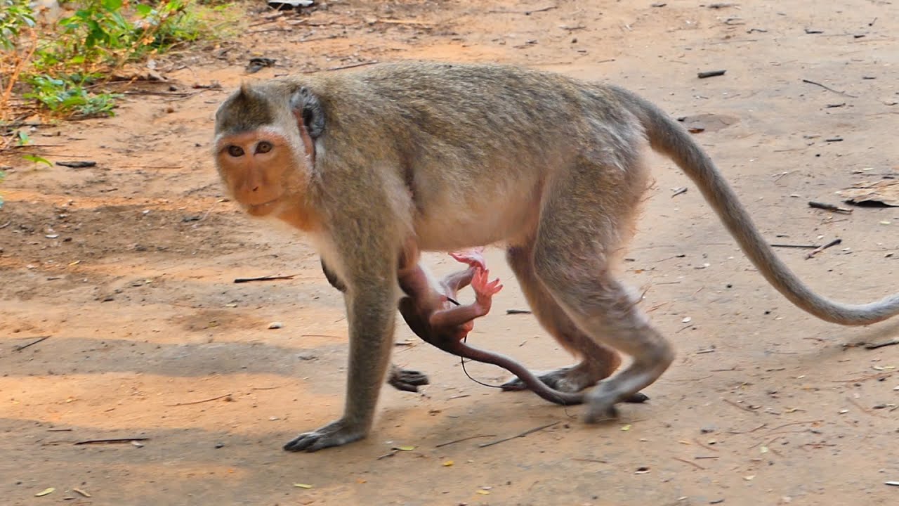Newborn baby monkey of monkey Rany.