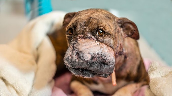 Used as Bait Dog Over and Over... Her Life was Just Cries and Pain, But Now Lives Like a Queen!