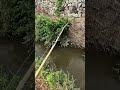 Japanese Catfish Fishing with Bamboo Baitcasting Rod 🎋 #fishing #catfish