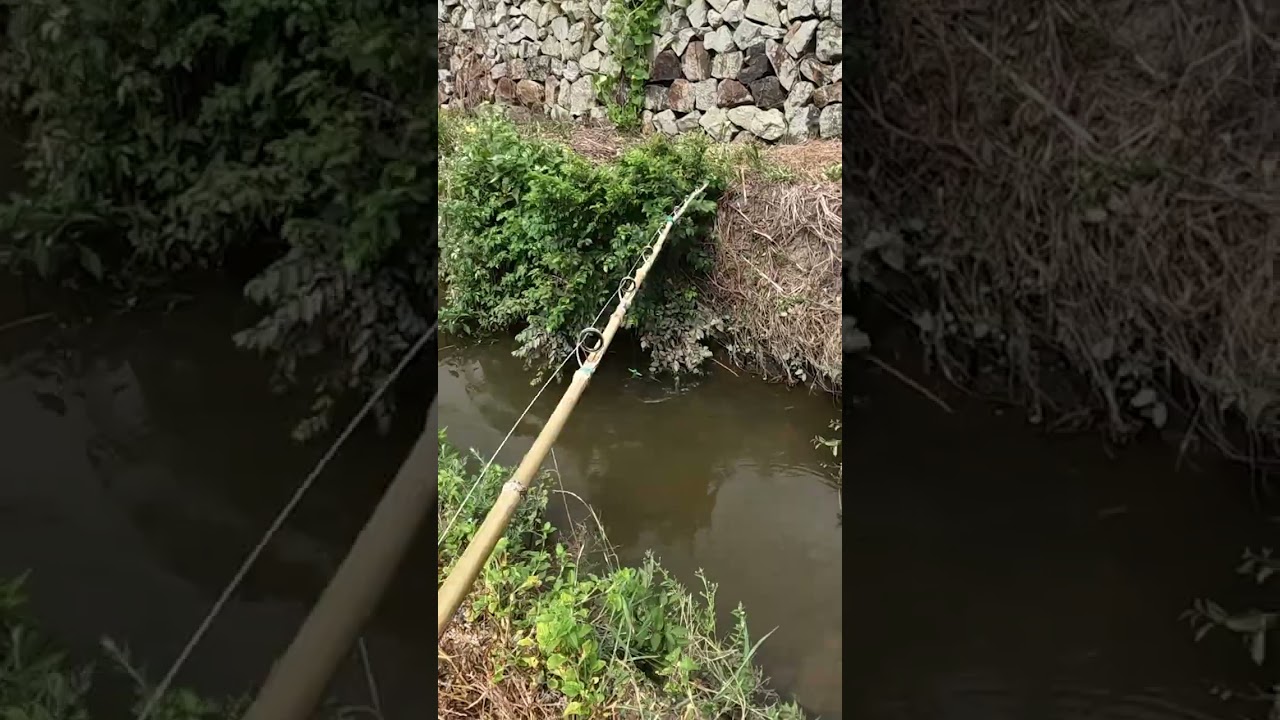 Japanese Catfish Fishing with Bamboo Baitcasting Rod 🎋 