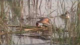20100525カンムリカイツブリ_1