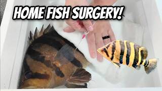 Datnoid is Sick - Fish Swimming Sideways! DIY Swim Bladder Needle Treatment