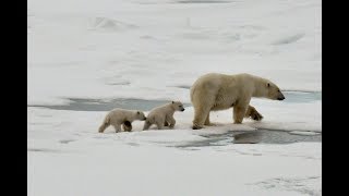 Polar bear with cubs Svalbard