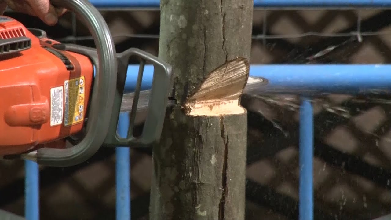 2016 New Jersey State Fair  Sussex County Farm and Horse Show 2