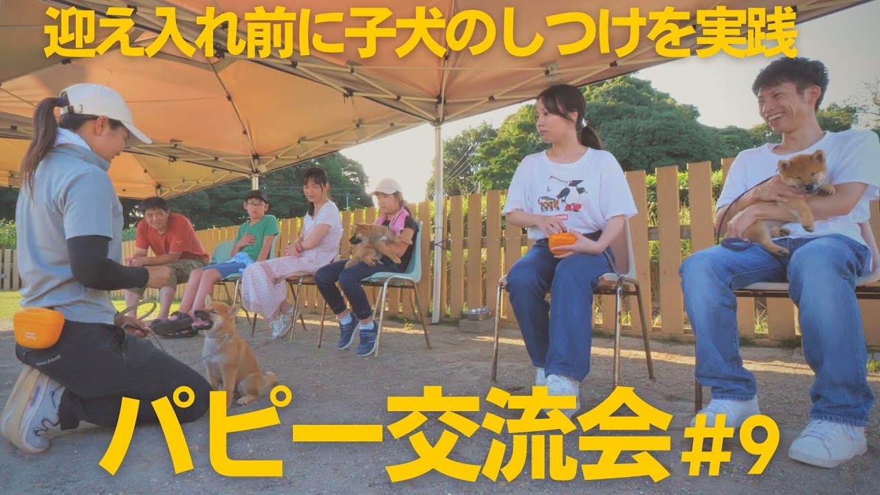 【子犬のしつけトレーニングとケアを引き渡し前に共有】パピー交流会#9【柴犬の実家・芝田荘】