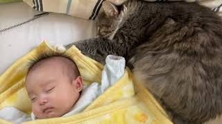 娘の近くで過ごす猫　ノルウェージャンフォレストキャット　ラガマフィンA cat spending time near daughter. Norwegian.Ragamuffin.