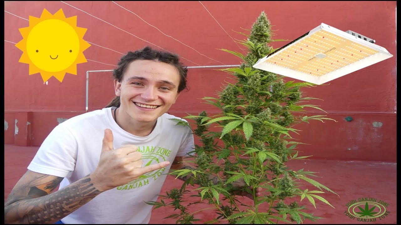 COMO PLANTAR AUTOFLORECIENTES EN INTERIOR Y EXTERIOR 💡☀