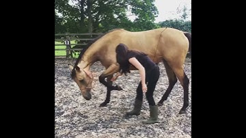 Teaching your horse to bow