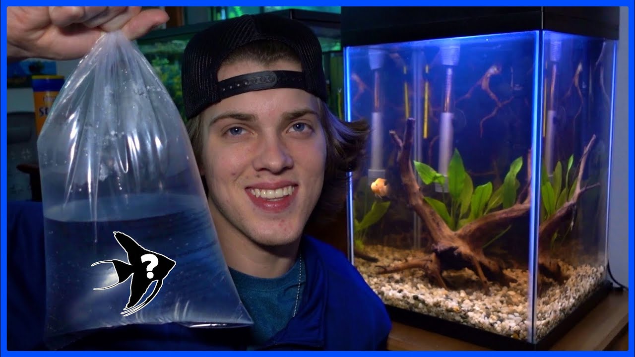 Buying NEW FISH For My TOWER AQUARIUM! YouTube
