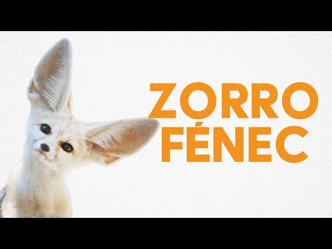 Video: Fennec Foxes: Datos, fotos, videos y mascotas exóticas