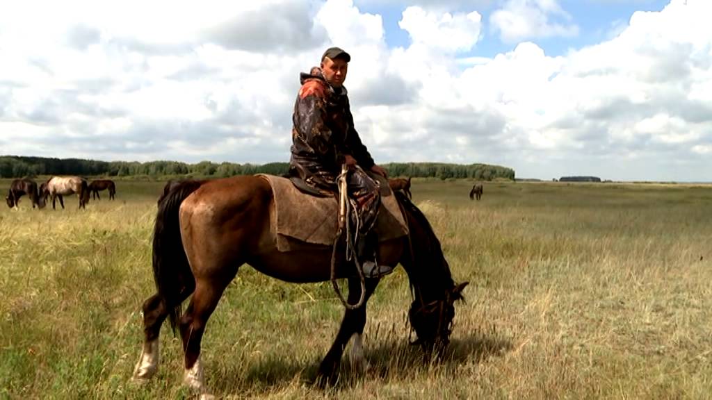 Алтайское коннозаводство