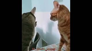 Download Lagu Kucing lucu patah hati MP3