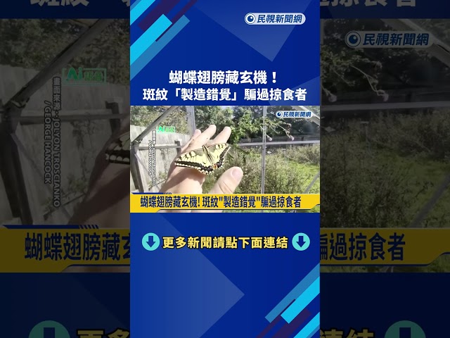 蝴蝶翅膀藏玄機！ 斑紋「製造錯覺」騙過掠食者－民視新聞