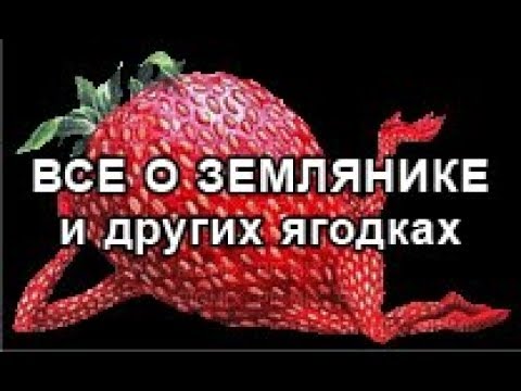 Клубника СанАндреас и её потенциал.