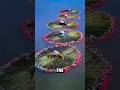 The magical water lilies of the Mekong River #Lotus #interesting #shorts