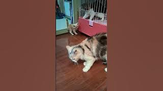 Mamii . #cat #kucingbelangtiga #kucinglucudanimut #kucinggemoy #kucing #kucingcomel  #kucinglucu