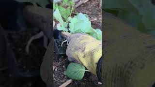 Quick Tip: Planting Mature Brassica(Cabbage and more) Saplings effectively for best harvests.