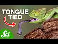 7 Animals with Really Wild Tongues