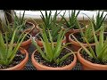 Save the Aloe Pups! How to Propagate Aloe Vera