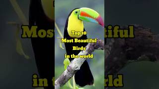 Top 10 Most Beautiful Birds In The World