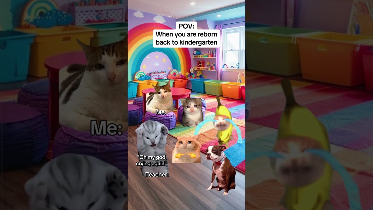 CAT MEMES When You Are Reborn Back To Kindergarten Catmemes Relatable Relationship