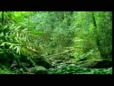 Lagu Sumatera Selatan - CANG KENUING KELADI RANTAI - Voc. Serunting Jaya - Cipt. Serunting Jaya.avi