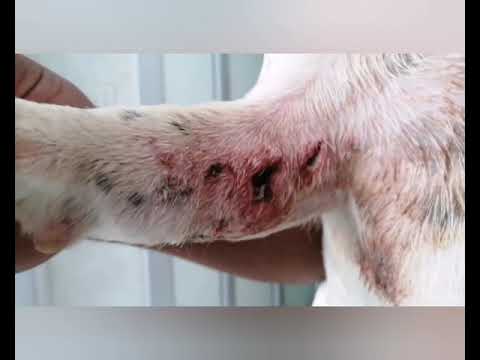 Video: Que Hacer Con Un Perro Que Ha Sido Mordido