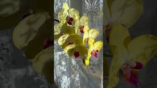Орхідея Lime Light💙💛#орхідеї #orchid #flowers #beautiful #фаленопсис #