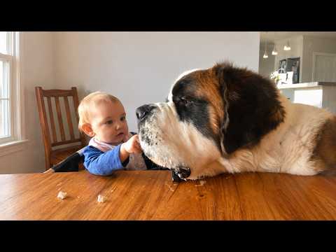 When Big Dogs Become the SWEETEST Babysitters! 🥺❤️