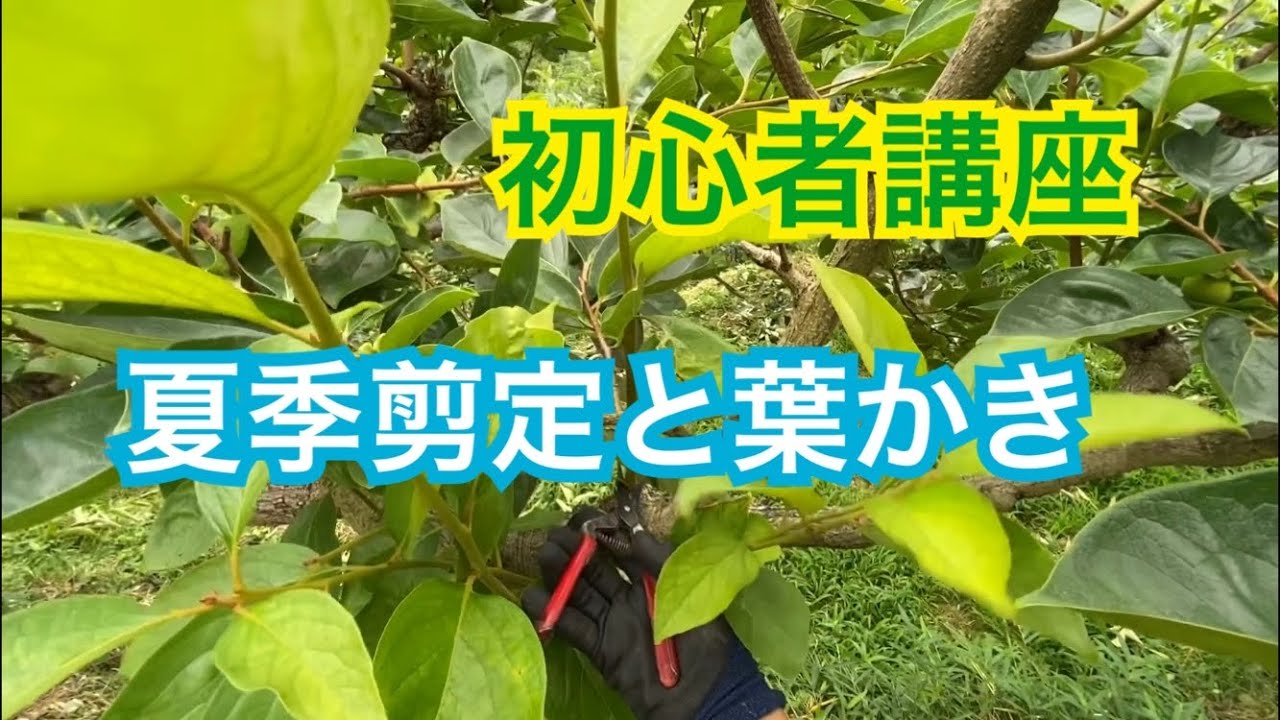 初心者講座 夏季剪定と葉かき 7月 Youtube 初心者講座 夏季剪定と葉かき 7月 Youtube