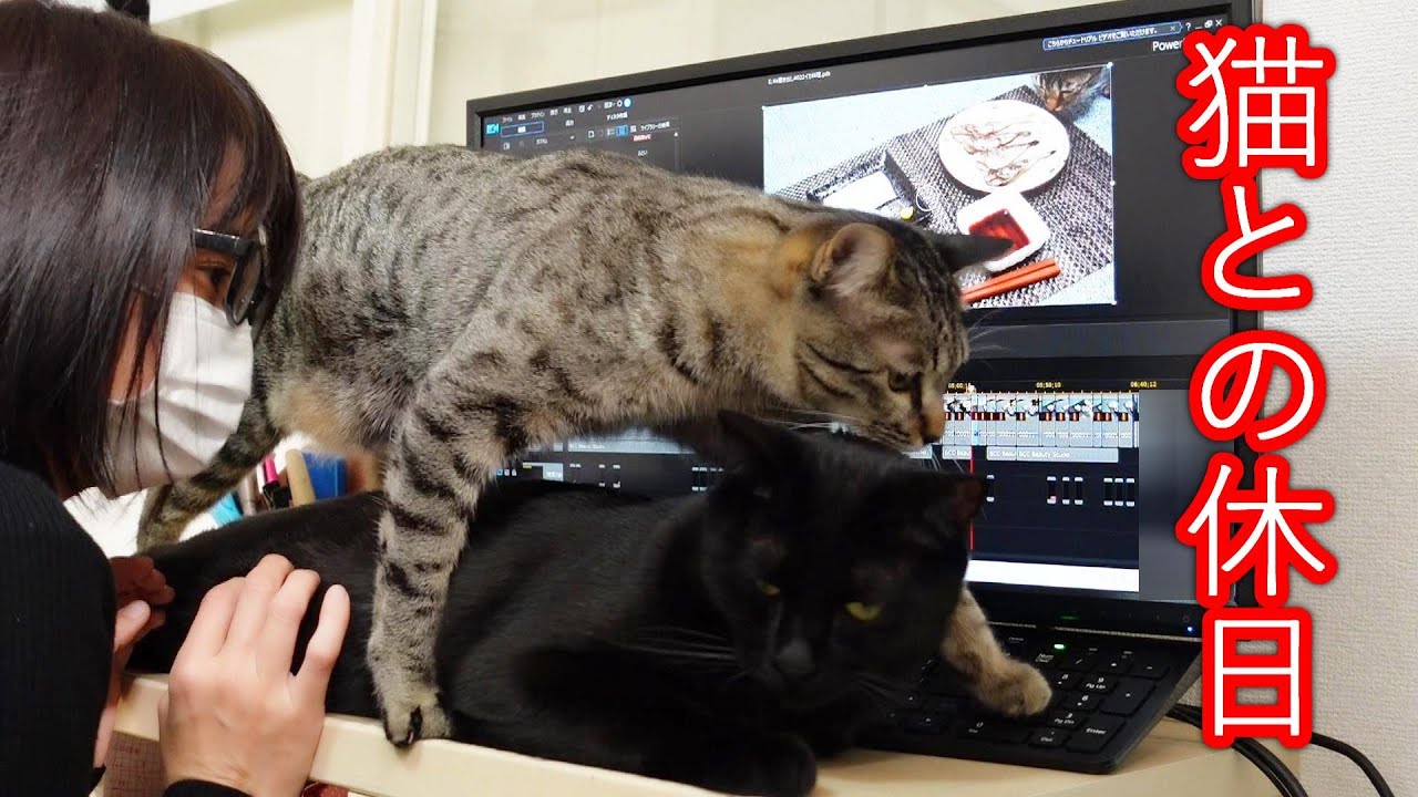 猫との休日/釣ったイカを捌いて食べる/猫からのメッセージ