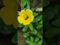 Beauty of nature | Portulaca flower #ytshorts #flowers