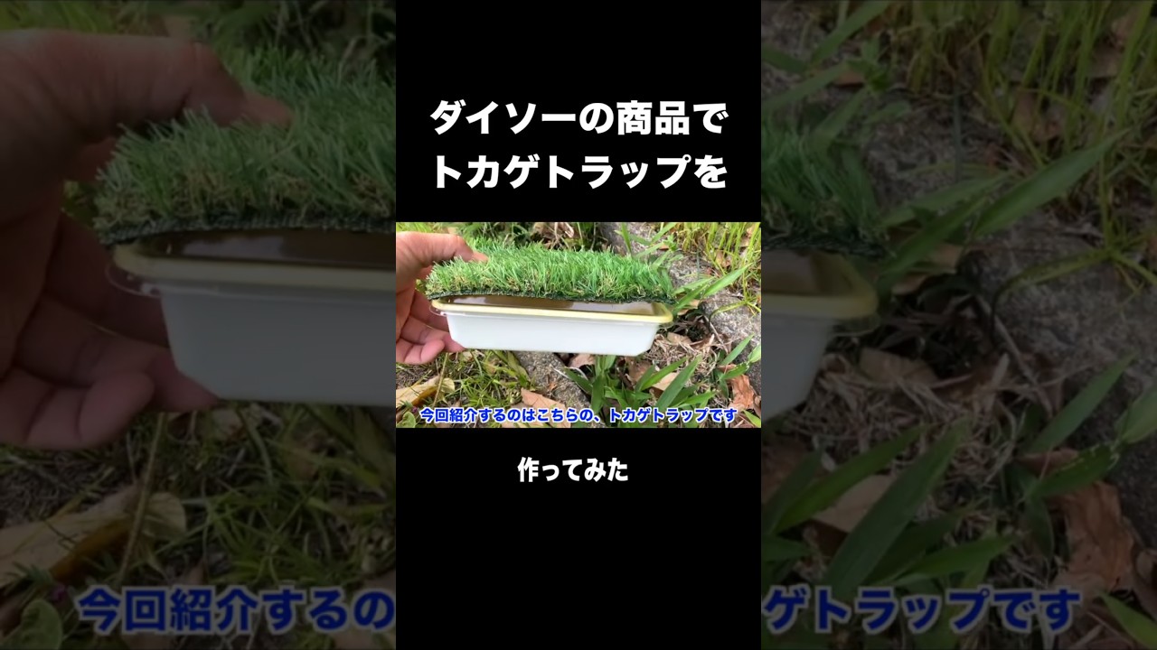 【トカゲ獲り】ダイソーの商品でトカゲトラップを作った。 #shorts #トカゲ獲り #カナヘビ #爬虫類 #ダイソー