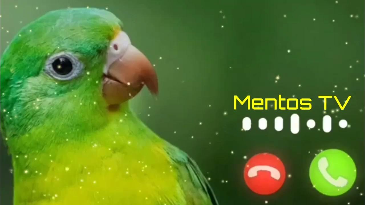 Abe Yar New Sms Ringtone Funny Ringtone Alarm Ringtone Call Ringtone