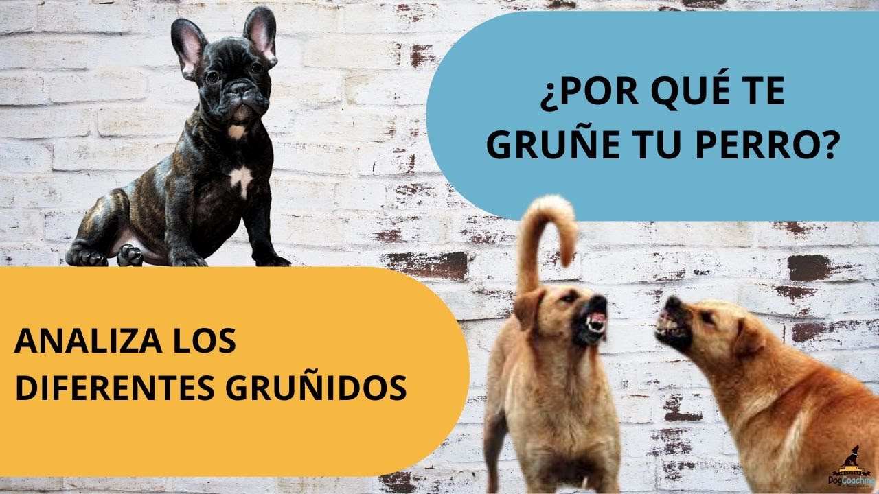 ¿Por qué te gruñe tu perro? ¡IMPORTANTE! - YouTube