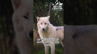 A little bit about our wolves