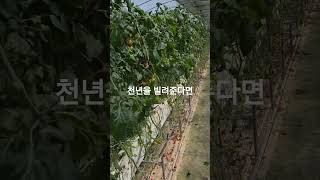 #천년을 빌려준다면 #박진석 #인기가수 #10대가수