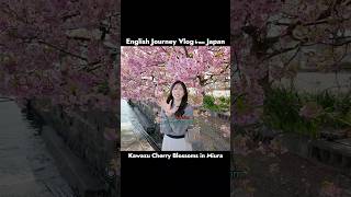 Kawazu Cherry Blossoms in Miura/English Journey Vlog from Japan10-1