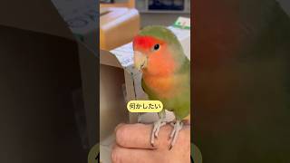 コザクラインコ:キウイ13才になりました🌈 #lovebird #parakeet#shorts