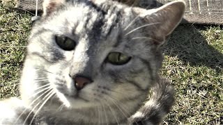 My cats love to spend time in the garden when it's sunny - ginger, tabby, black and silver fur by kotomaniak 57 views 2 years ago 2 minutes, 45 seconds