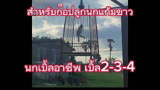 คลิป5 ชม. สายก็อปเบิ้ลไม่ควรพลาด เปิดทิ้งไว้ติดเบิ้ลแน่นอน เบิ้ล2-3-4 #นกเบิ้ลอาชีพ screenshot 1