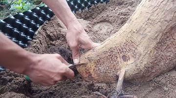 Cách ghép rễ cho cây mai hơi lớn, mong được sự chỉ giáo ạ!