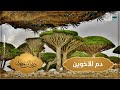 دم الأخوين الشجرة الأكثر ندرة وغرابة على وجه الأرض 