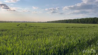 Обприскування пшениці озимої Артіст на якість. Карбамід+сульф магнію+фунгіцид+інсектицид.