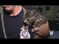 Kittens in need of home after rescued from car engine compartments