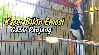 Suara Burung kacer Bikin Emosi Gacor Panjang Tanpa Jeda