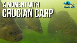 A Moment With Crucian Carp, underwater video