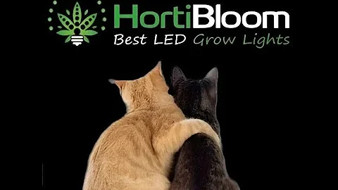 Solux 350 by Hortibloom 💡🌱