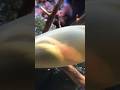 Shark eggs // @Spinning_Fishing888  #fishing #рибалка #travel #beach #music #shorts #shark